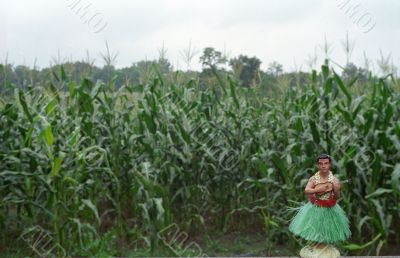 Corn Stalks