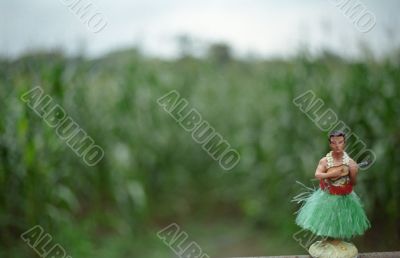 Corn Stalks