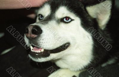 Husky