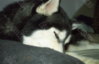 Husky