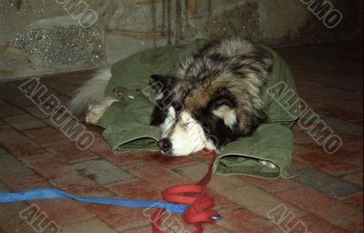 Sleeping Dog