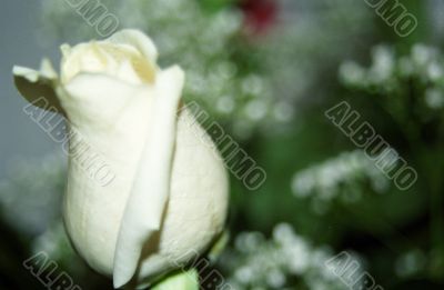 White Rose