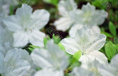White Flowers