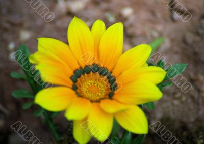 Yellow Flower