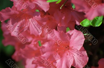Pink Azaleas