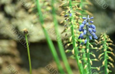 Blue Flower