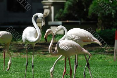 Fenicotteri a Milano 7
