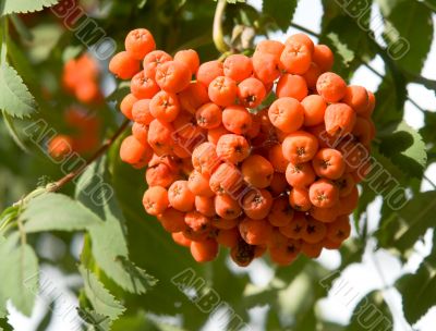 Rowan