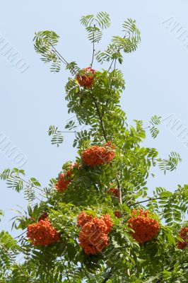 Rowan
