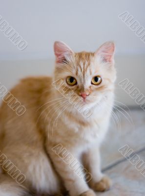 Rufous cat on ceramic tile floor #1