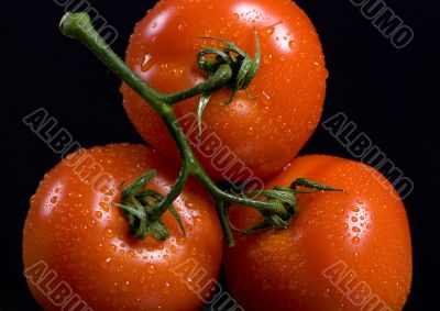 Tomatoes on Black