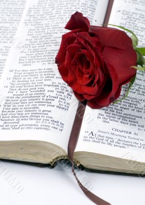 Bible and Rose 2