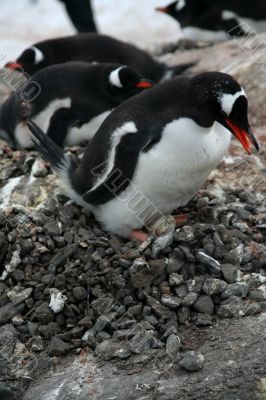 Penguin guarding her nest and egg