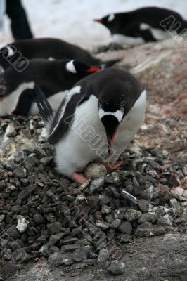 Penguin guarding her nest and egg