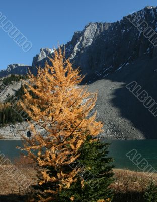 Larch with lake & glacier