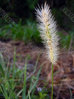 Timothy-grass
