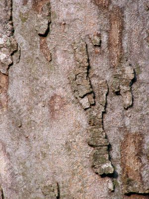 Magnolia tree bark