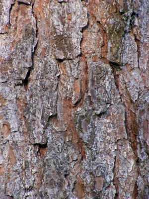 Pine tree bark pattern