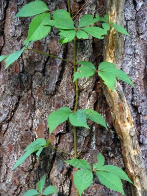 Pine tree Bark with Vine