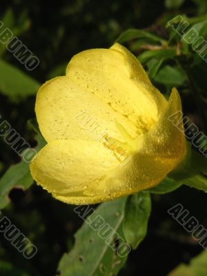 Morning Primrose