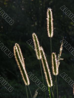 Timothy-grass silhouette