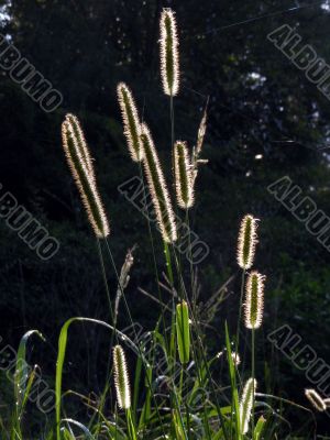 Timothy-grass silhouette