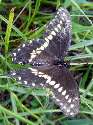 Swallowtail