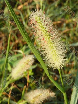 Timothy-grass