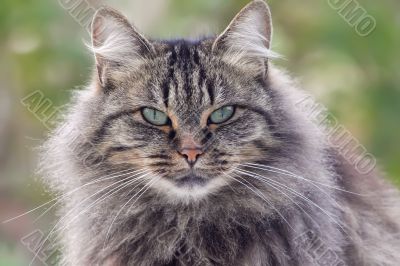 wild looking cat