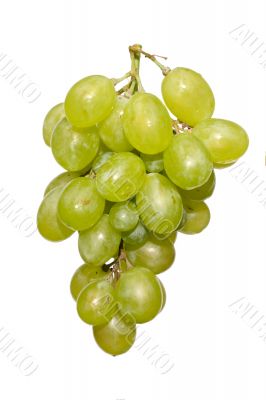 white grape cluster