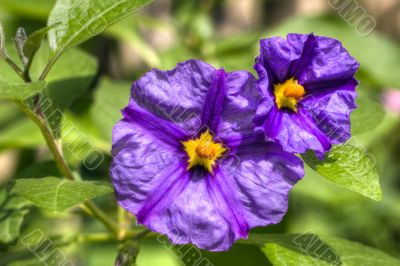 solanum flowers hdr