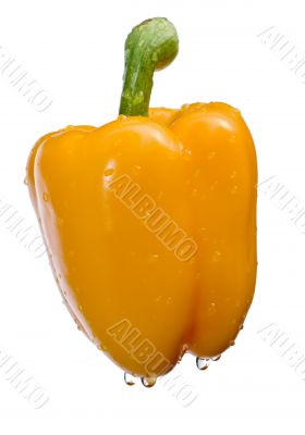 yellow pepper on White