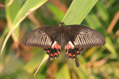 Tropical butterfly