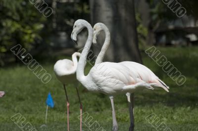 Fenicotteri rosa a Milano