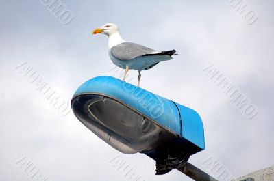 Gabbiano