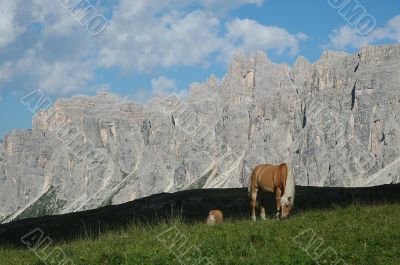 Passo Giau - Cavalli