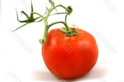 Tomato on the vine