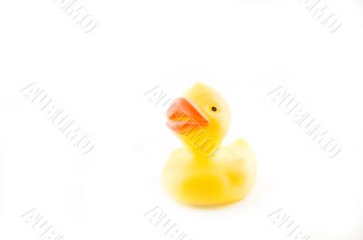 rubber duck