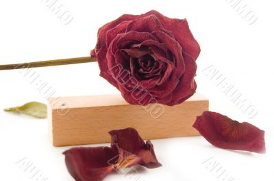 old rose laying on wood