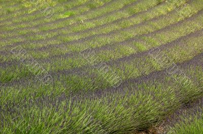 Lavanda 2