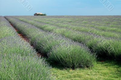 Lavender 3