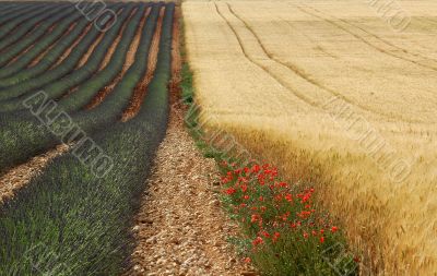 Lavender, wheat and poppies
