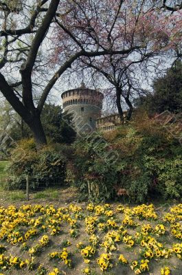 Milano - Castello Sforzesco e fiori gialli