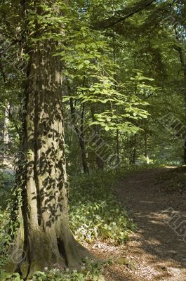 Parco di Monza