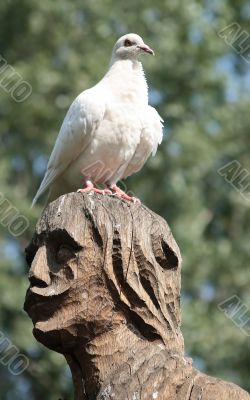 Pigeon on the head of the statue 1