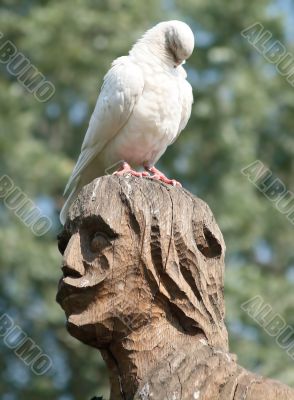 Pigeon on the head of the statue