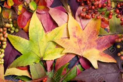 Autumn Leaves 2