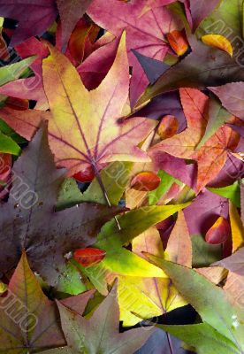 Autumn Leaves 2