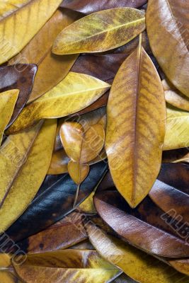 Autumn leaves