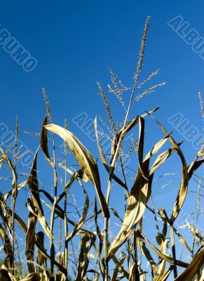 Corn Field
